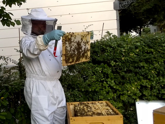 ich mit meinen Bienen in meinem Garten